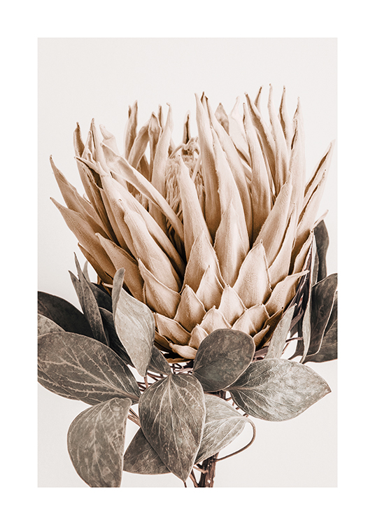  – Fotografia di una protea con petali beige e foglie grigio-verdi su sfondo più chiaro