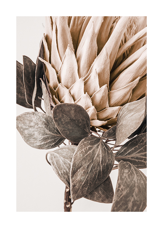  – Primo piano di una protea beige con foglie grigio-verde su sfondo chiaro