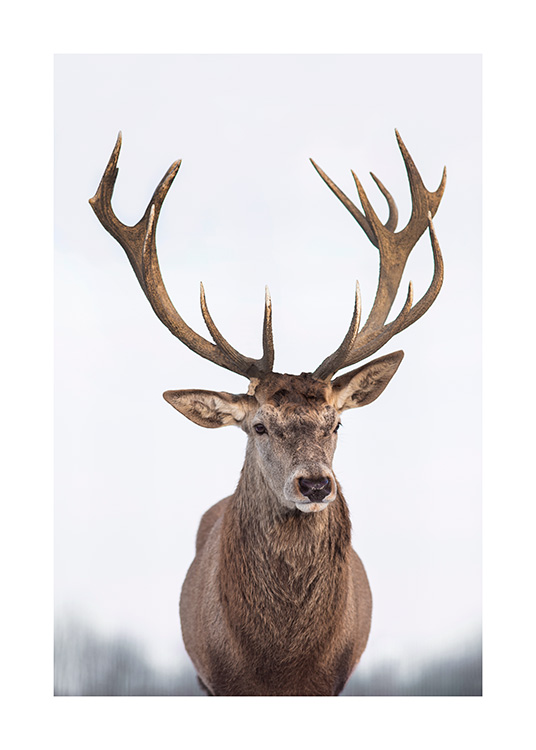  – Fotografia di un cervo visto di fronte su sfondo chiaro sfocato