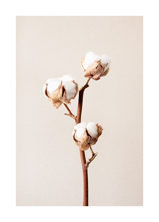  – Fotografia di tre fiori di cotone bianchi su un ramo su sfondo beige