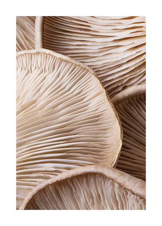 — Primo piano di funghi marrone chiaro visti da sotto