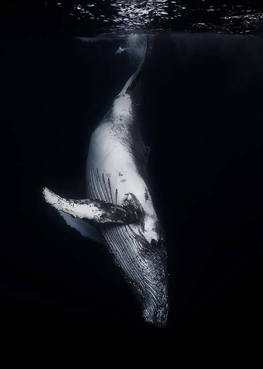 Whale 1 Poster / Fotografia presso Desenio AB (2082)