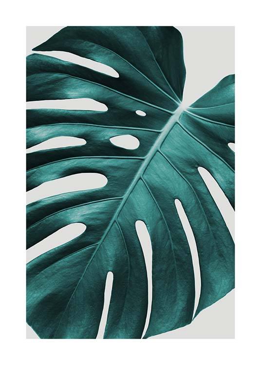 Monstera Plant Poster