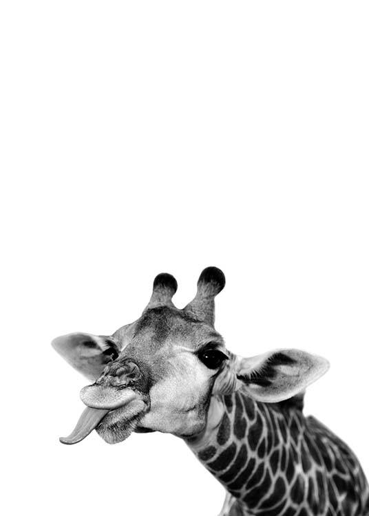 – Fotografia in bianco e nero di una giraffa pazzerella che fa la linguaccia