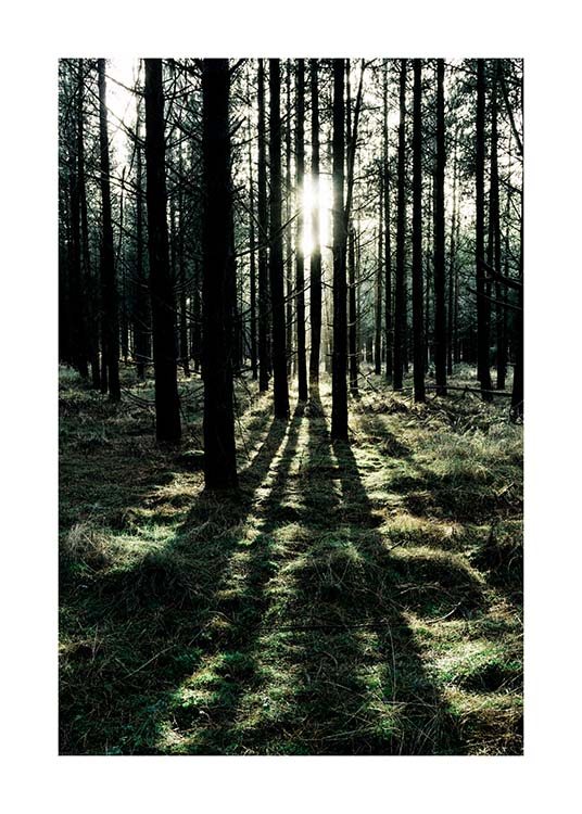  – Fotografia di una foresta illuminata da raggi di sole che filtrano tra gli alberi