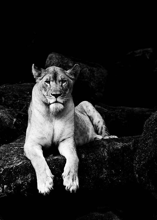 Lioness B&W Poster
