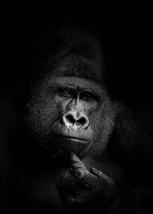 Gorilla B&W Poster / Bianco e nero  presso Desenio AB (2910)