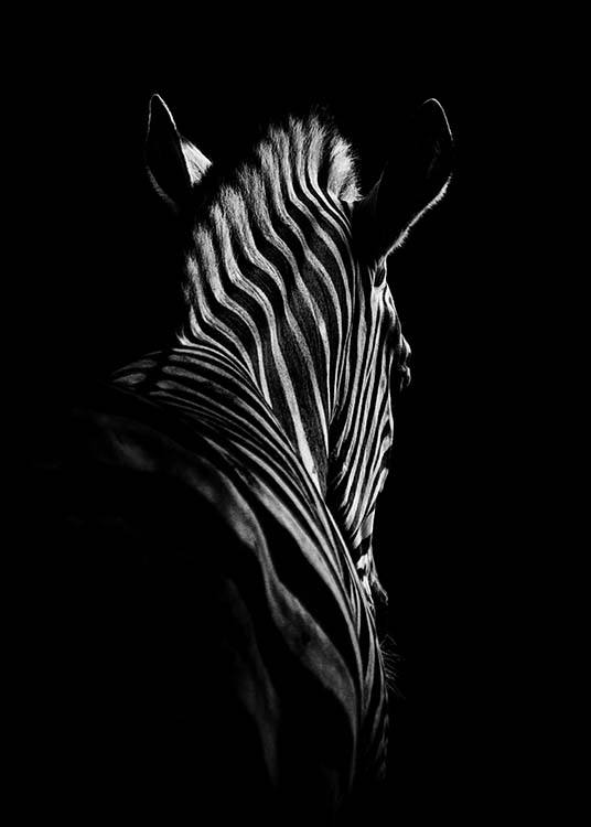 Zebra B&W Poster / Bianco e nero  presso Desenio AB (2911)