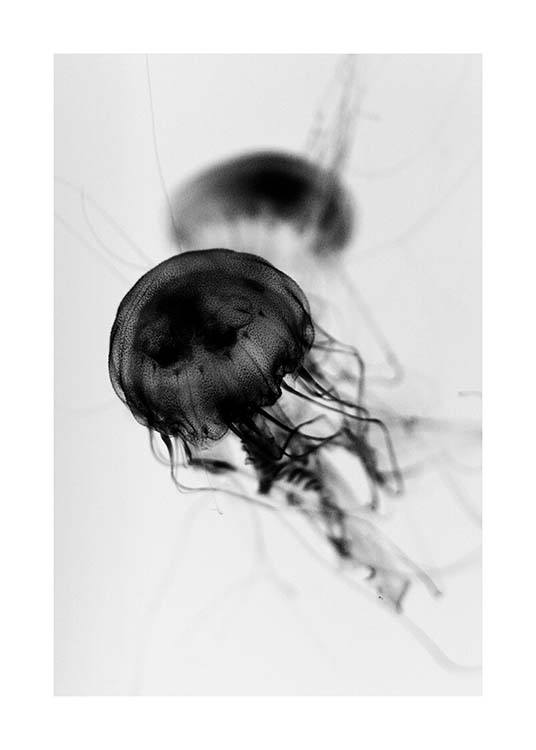 Floating Jelly Fish Poster / Bianco e nero  presso Desenio AB (3104)