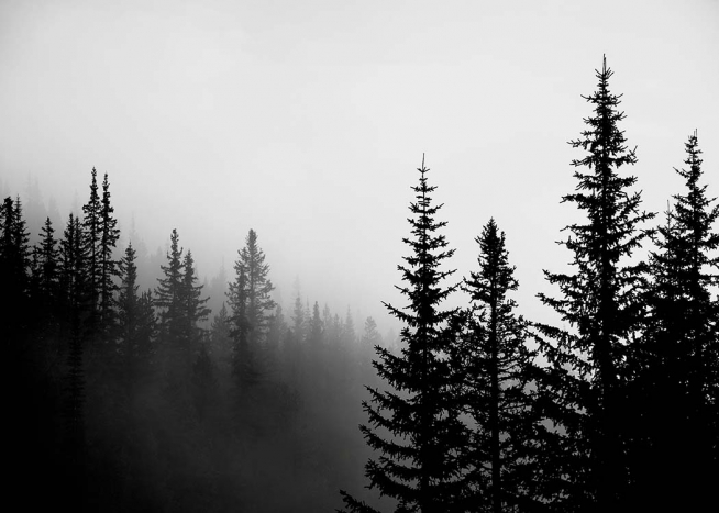 Foggy Tree Tops Poster / Bianco e nero  presso Desenio AB (3303)