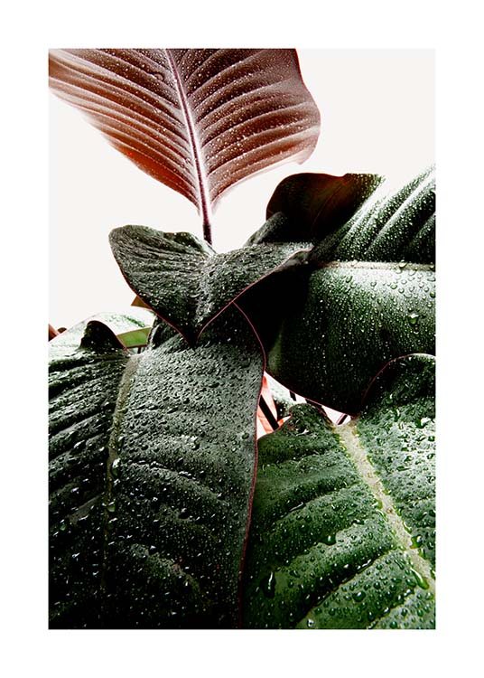Wet Rubber Leaf One Poster / Fotografia presso Desenio AB (3335)