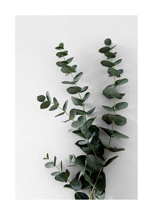  – Fotografia di ramoscelli di eucalipto con foglie verdi su sfondo grigio