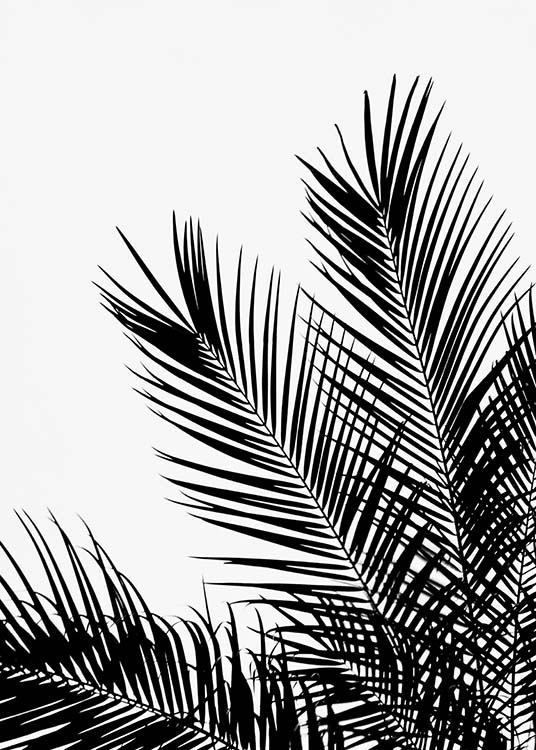 Black Palm Tree One Poster