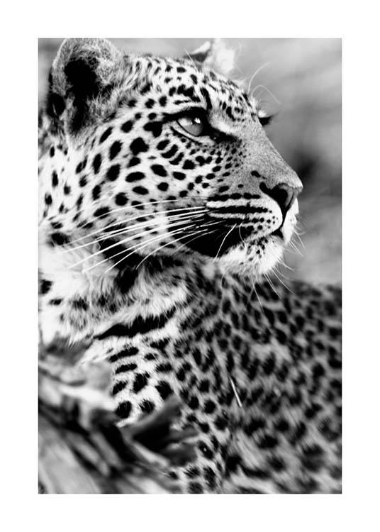 Leopard Poster / Bianco e nero  presso Desenio AB (3541)