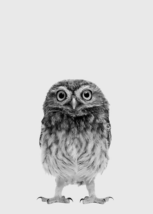 The Little Owl Poster