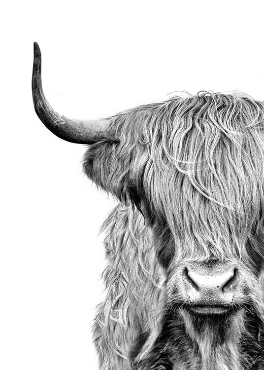  – Fotografia in bianco e nero del muso di una mucca Highlander con il pelo sugli occhi