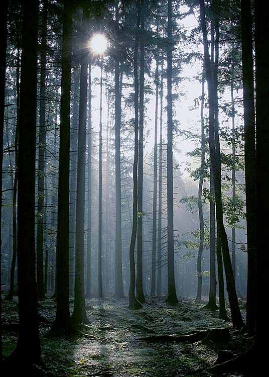 Forest Sunrise Poster