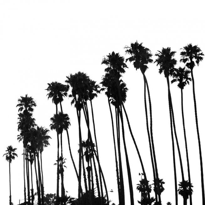 Venice Beach Palm Trees No1 Poster / Bianco e nero  presso Desenio AB (3776)