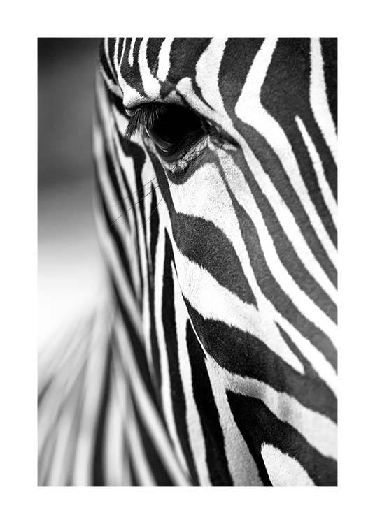 Zebra Close Up Poster / Bianco e nero  presso Desenio AB (3855)