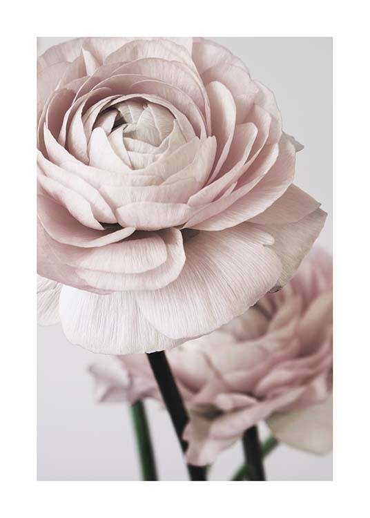  – Fotografia di grandi peonie rosa su sfondo grigio