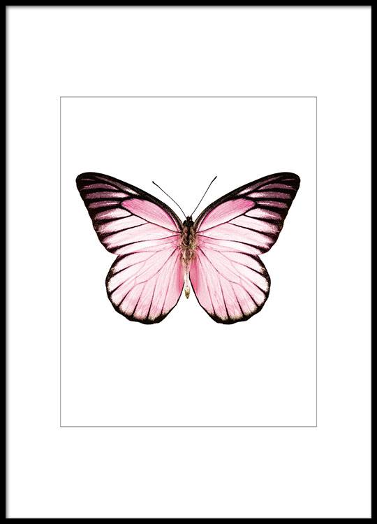 Poster Stampa Con Farfalla Rosa Quadri E Manifesti Con Insetti