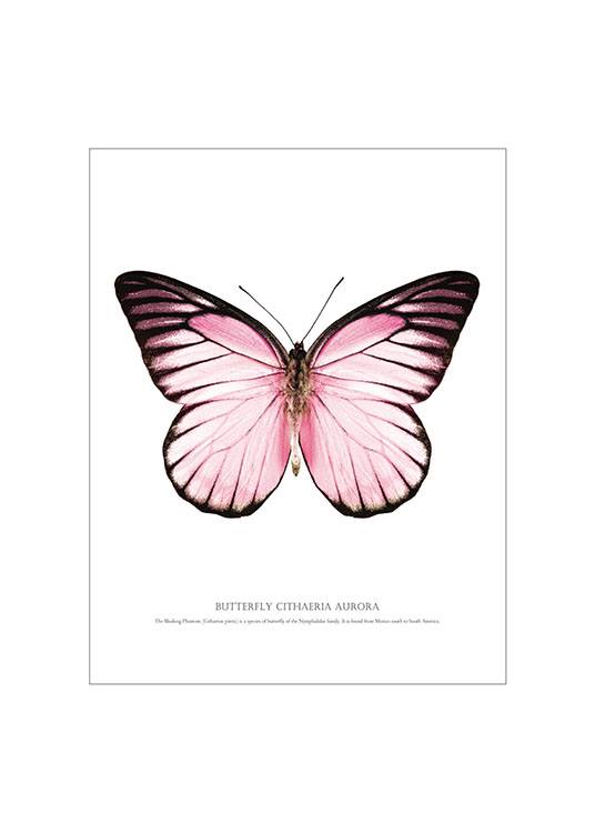 Butterfly Pink White Background Poster 