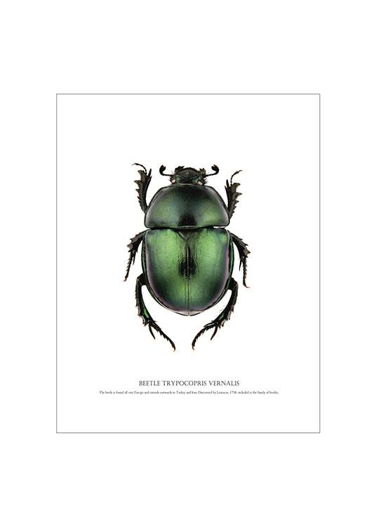 Beetle White Poster