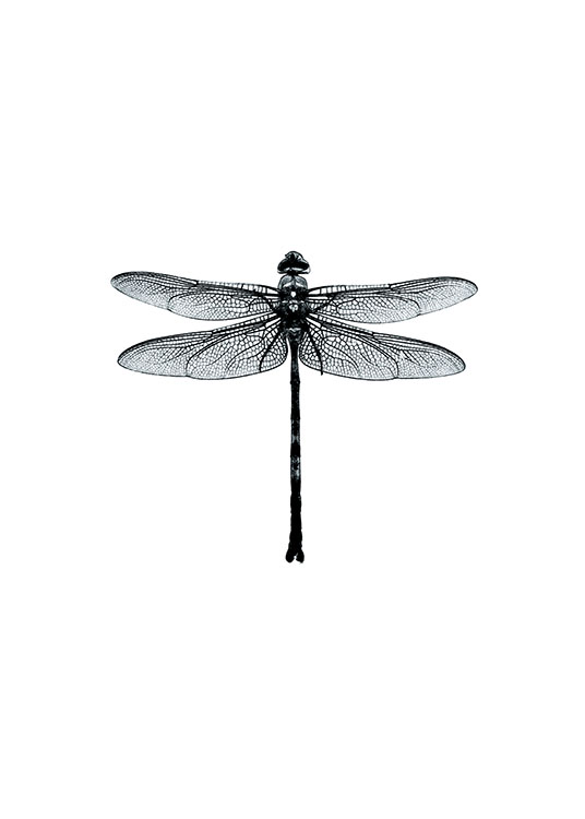 Dragonfly Black And White Poster / Bianco e nero  presso Desenio AB (7568)