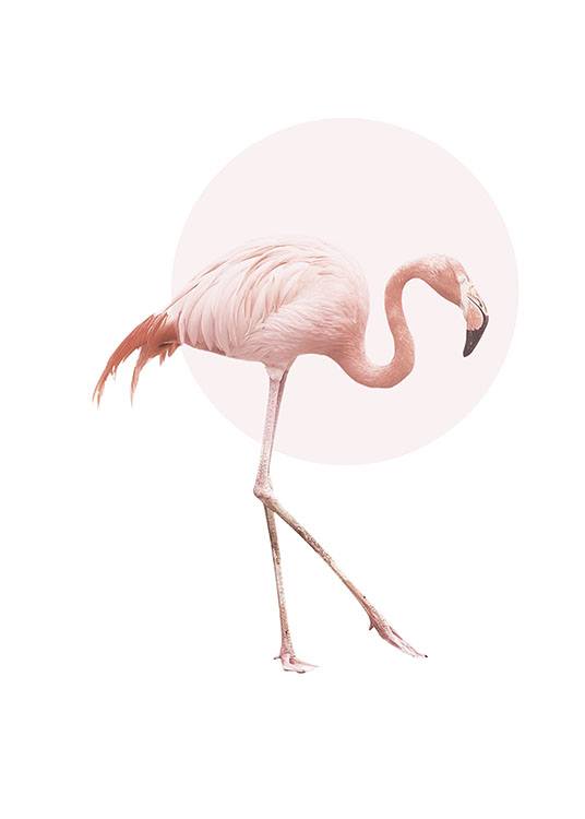 Illustrated Flamingo Poster / Animali presso Desenio AB (7826)