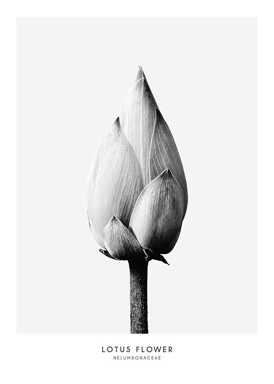Poster Botanico In Bianco E Nero Con La Fotografia Di Un Fiore Desenio It