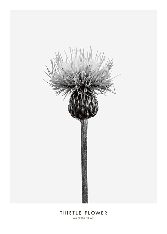 Thistle Flower Poster / Bianco e nero  presso Desenio AB (7937)