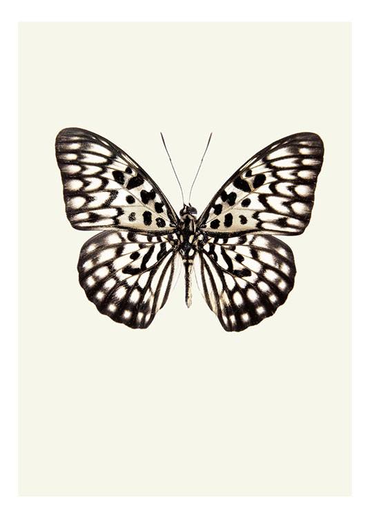Vintage Butterfly Poster  