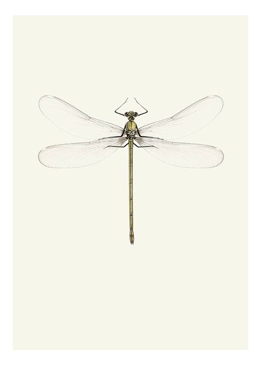 Vintage Dragonfly Poster 