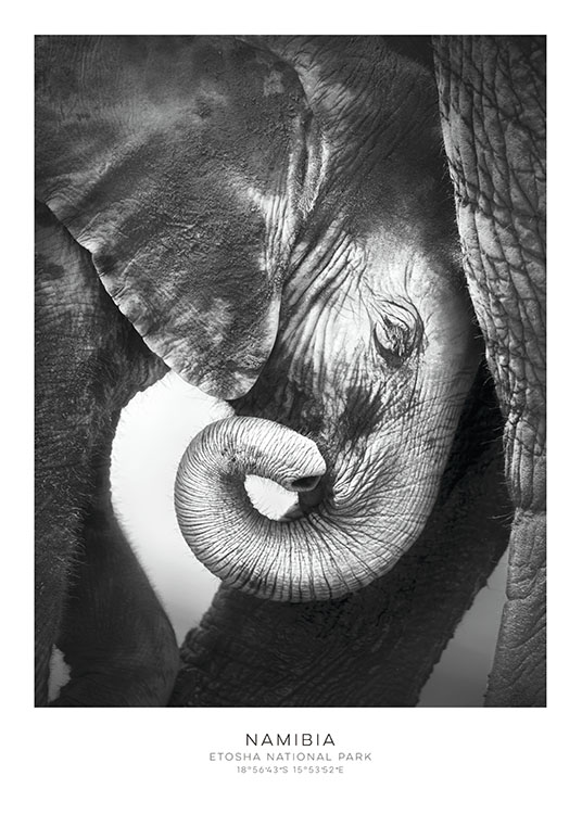 Elephant Poster 