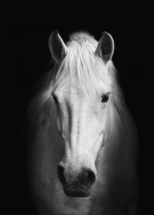 Horse B&W Poster