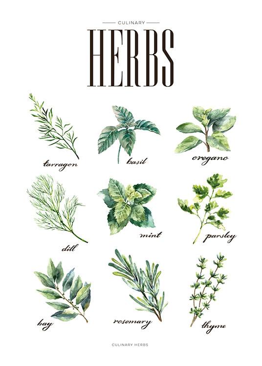 Herbs Green Poster
