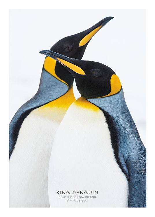 King Penguin Poster