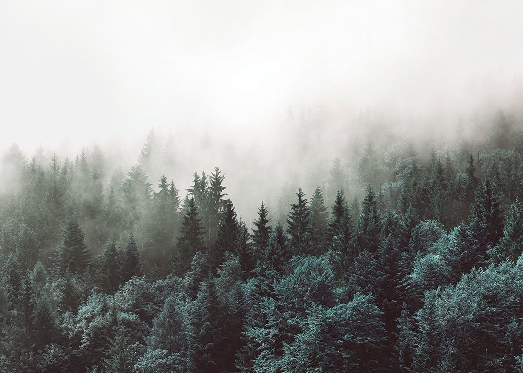  – Fotografia di un paesaggio boschivo con cime degli alberi avvolte nella nebbia