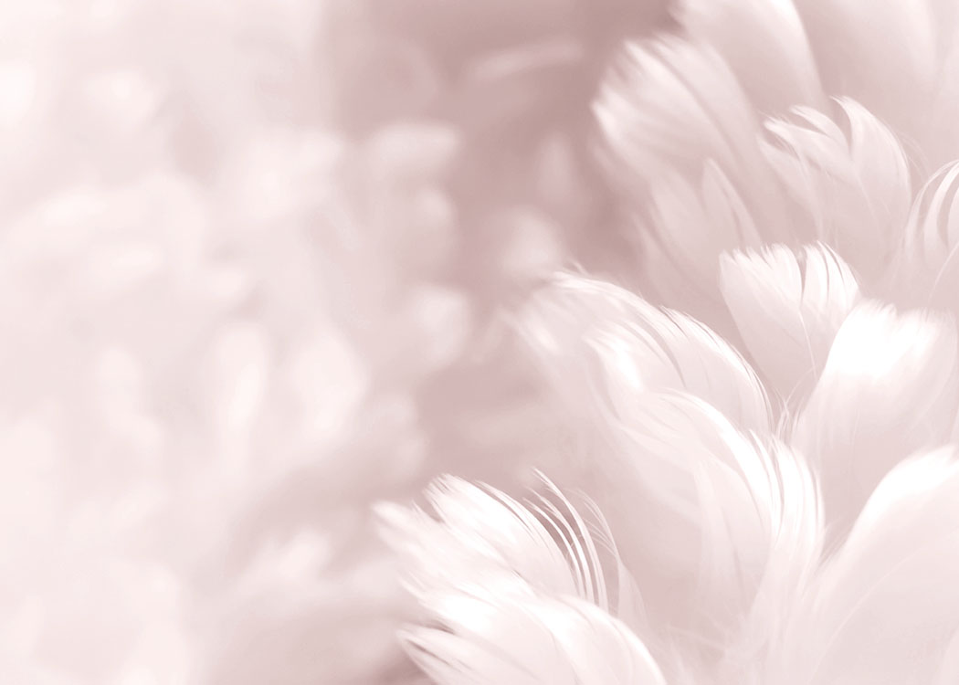 Fluffy Pink Feathers Poster / Fotografia presso Desenio AB (8512)