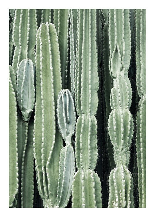 Cactus Poster / Fotografia presso Desenio AB (8539)