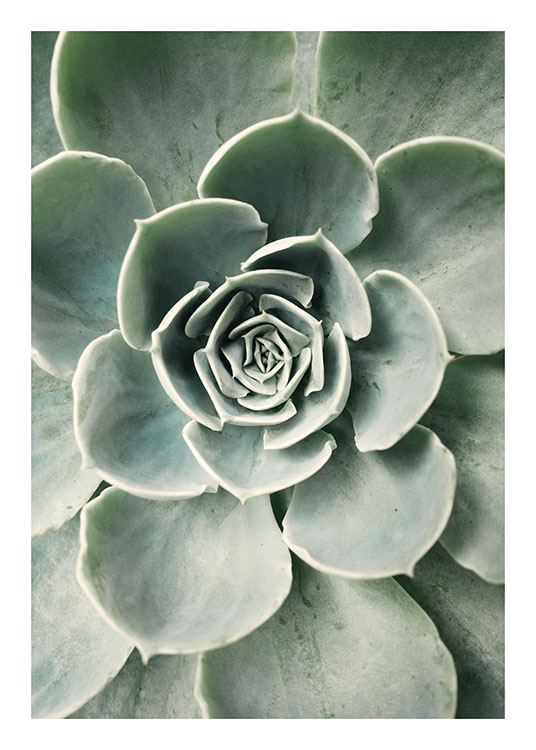  – Fotografia del centro di una pianta grassa verde con foglie arrotondate, che ricorda un fiore