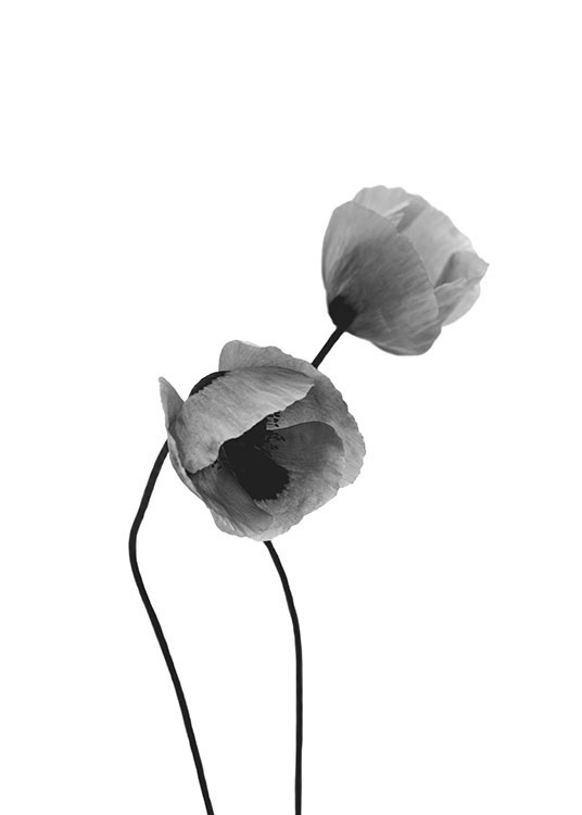 Grey Poppy Flowers Poster / Bianco e nero  presso Desenio AB (8631)
