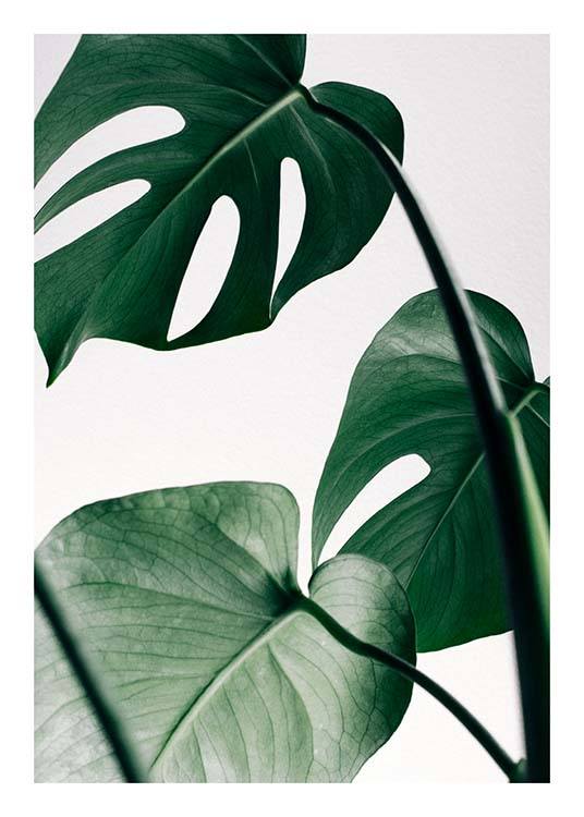  – Fotografia di alcune foglie di monstera verdi su sfondo grigio chiaro