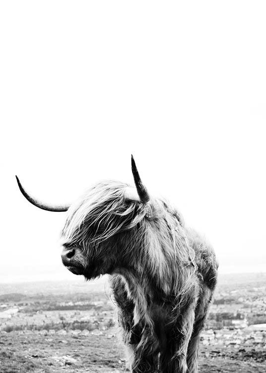  – Fotografia in bianco e nero di una mucca Highlander con il muso di profilo