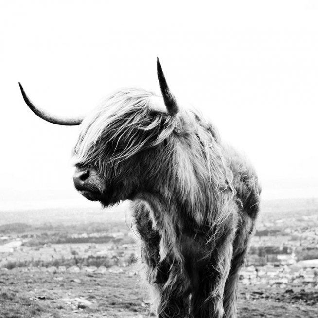 Highland Cow B&W Poster / Animali presso Desenio AB (8826)
